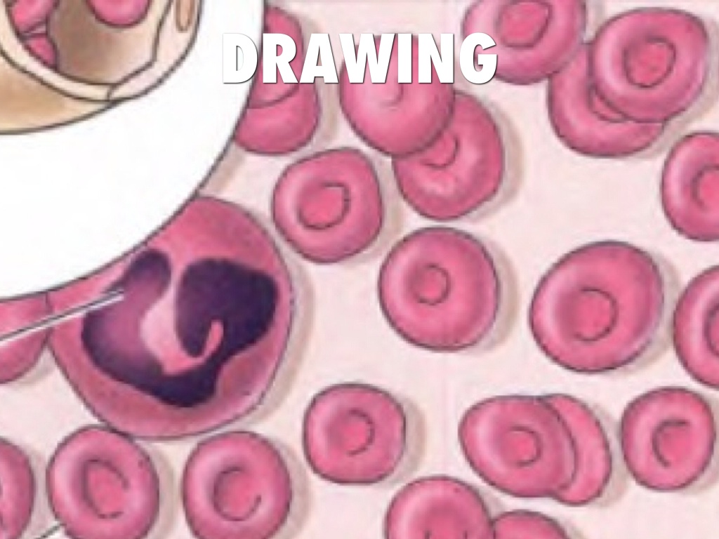 Blood Tissue Drawing at Explore collection of