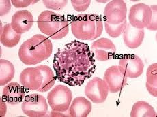 230x172 Best Chapter Histology Images Human Anatomy, Anatomy - Blood Tissue Drawing