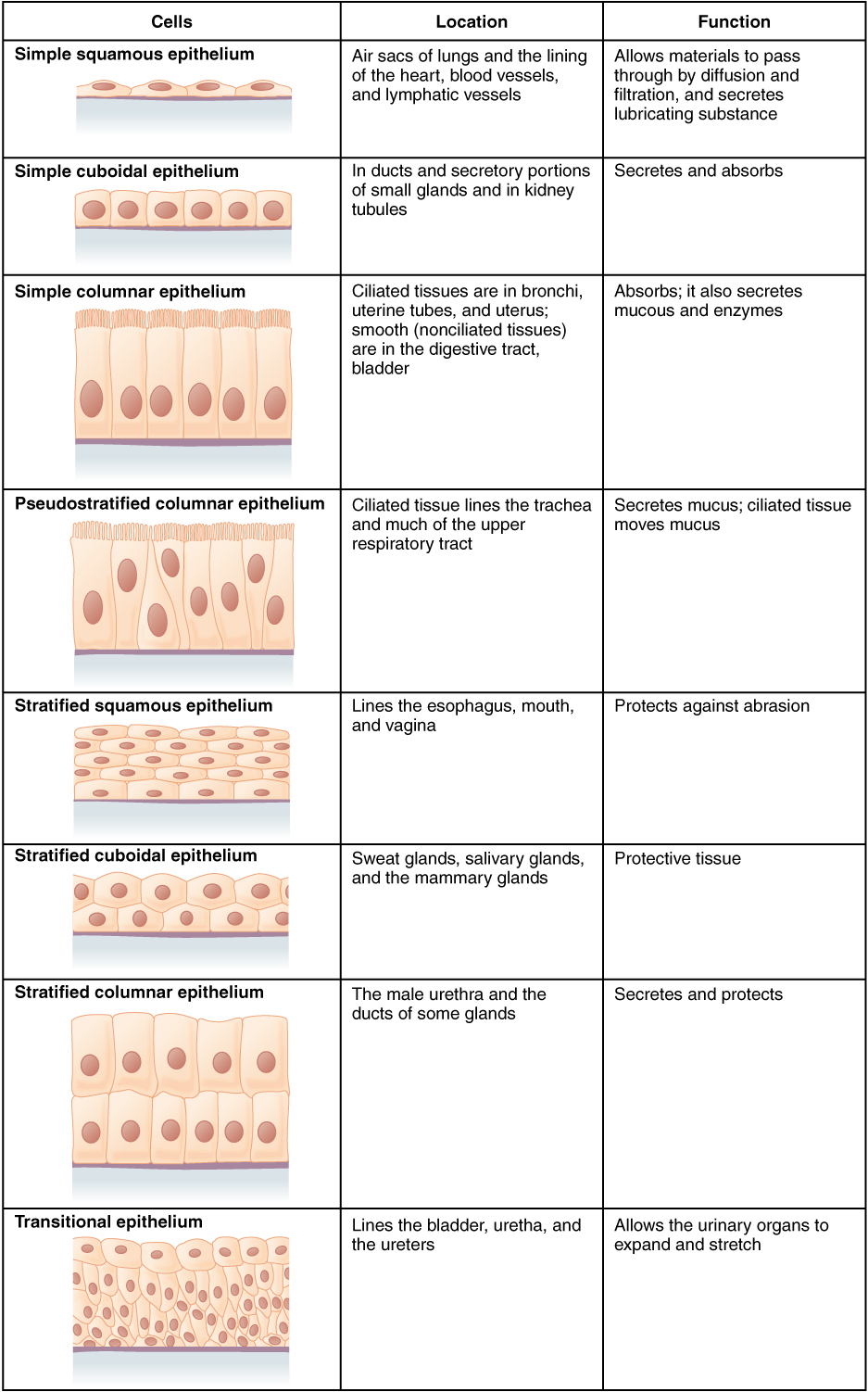 937x1502 epithelial tissue anatomy and physiology - Blood Tissue Drawing