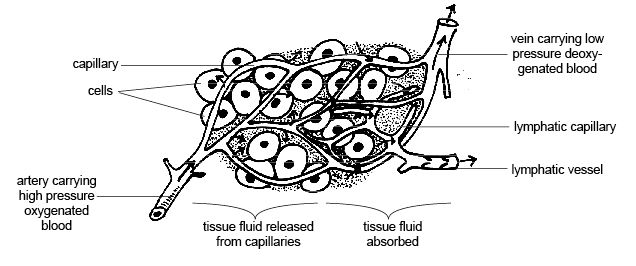636x266 anatomy and physiology of animalslymphatic system - Blood Tissue Drawing