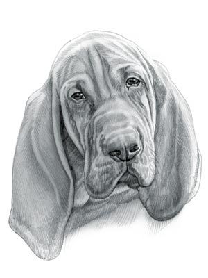 300x400 bloodhound dog mia - Bloodhound Drawing