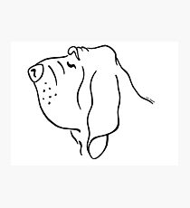 210x230 Bloodhound Drawing Photographic Prints Redbubble - Bloodhound Drawing