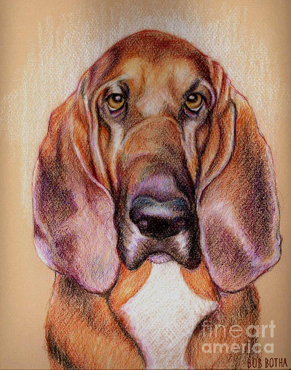 600x762 Bloodhound Drawing - Bloodhound Drawing