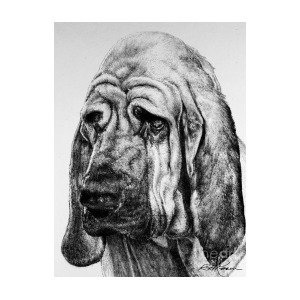 300x300 Bloodhound Drawing - Bloodhound Drawing