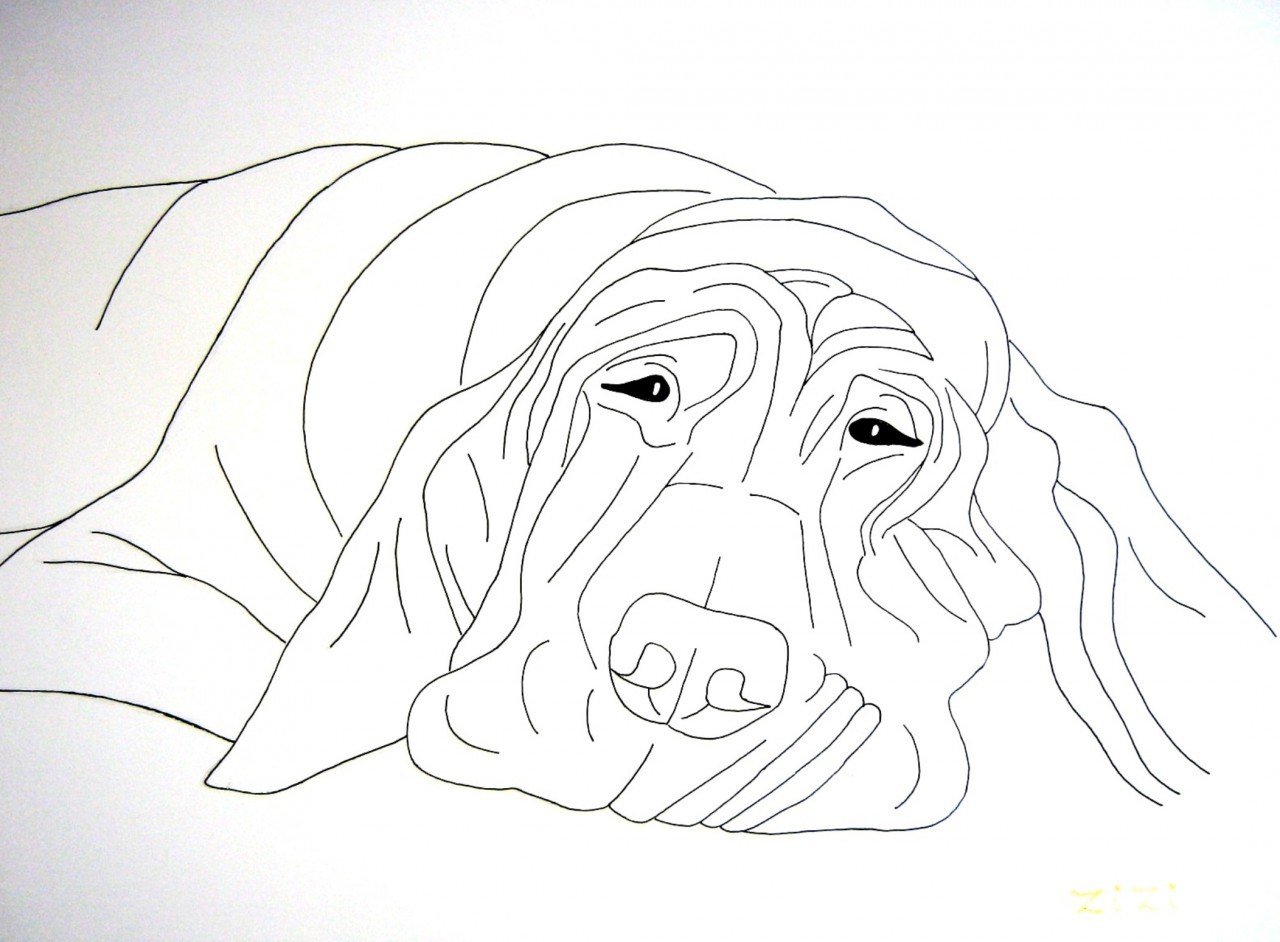 Bloodhound Drawing at Explore collection of