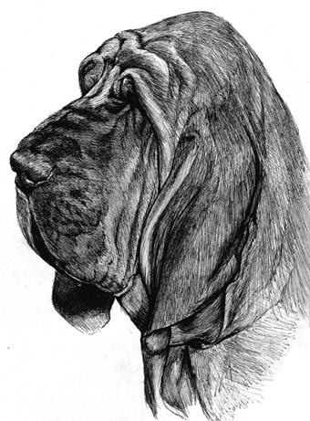 Bloodhound Drawing at PaintingValley.com | Explore collection of ...