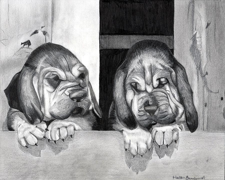 900x719 Bloodhound Puppies Dog Portrait Drawing - Bloodhound Drawing