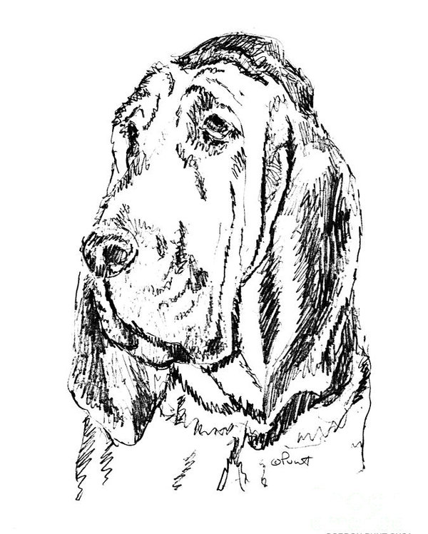 600x749 Bloodhound Art Portrait Poster - Bloodhound Drawing