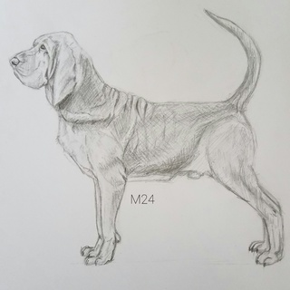 320x320 bloodhound sorry for the wait, i think i have art block i hope - Bloodhound Drawing