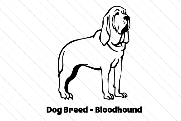 580x386 Dog Breed - Bloodhound Drawing