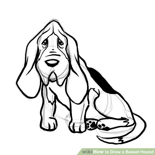 500x500 how to draw a basset hound steps - Bloodhound Drawing