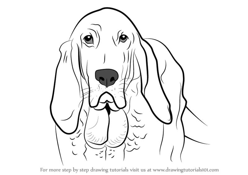 800x565 Learn How To Draw Bloodhound Face - Bloodhound Drawing