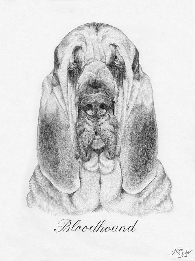 Bloodhound Drawing at Explore collection of
