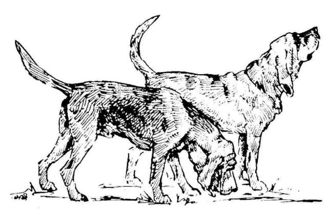 640x424 The Bloodhound Club - Bloodhound Drawing