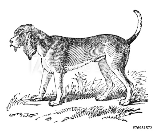 500x425 Victorian Engraving Of A Bloodhound - Bloodhound Drawing
