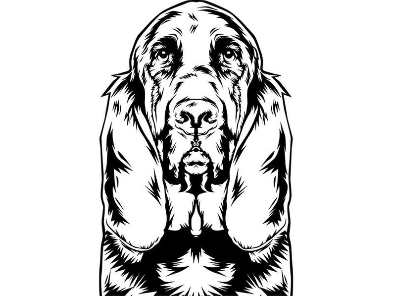 Bloodhound Drawing at Explore collection of