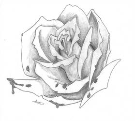 Bloody Rose Drawing at PaintingValley.com | Explore collection of ...