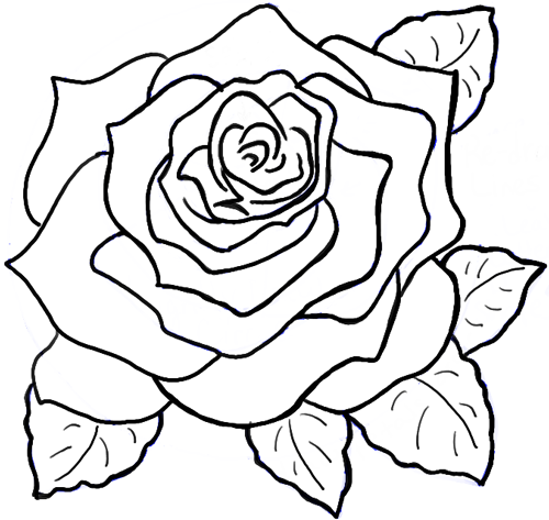 500x473 How To Draw Roses Opening In Full Bloom Step - Bloom Drawing