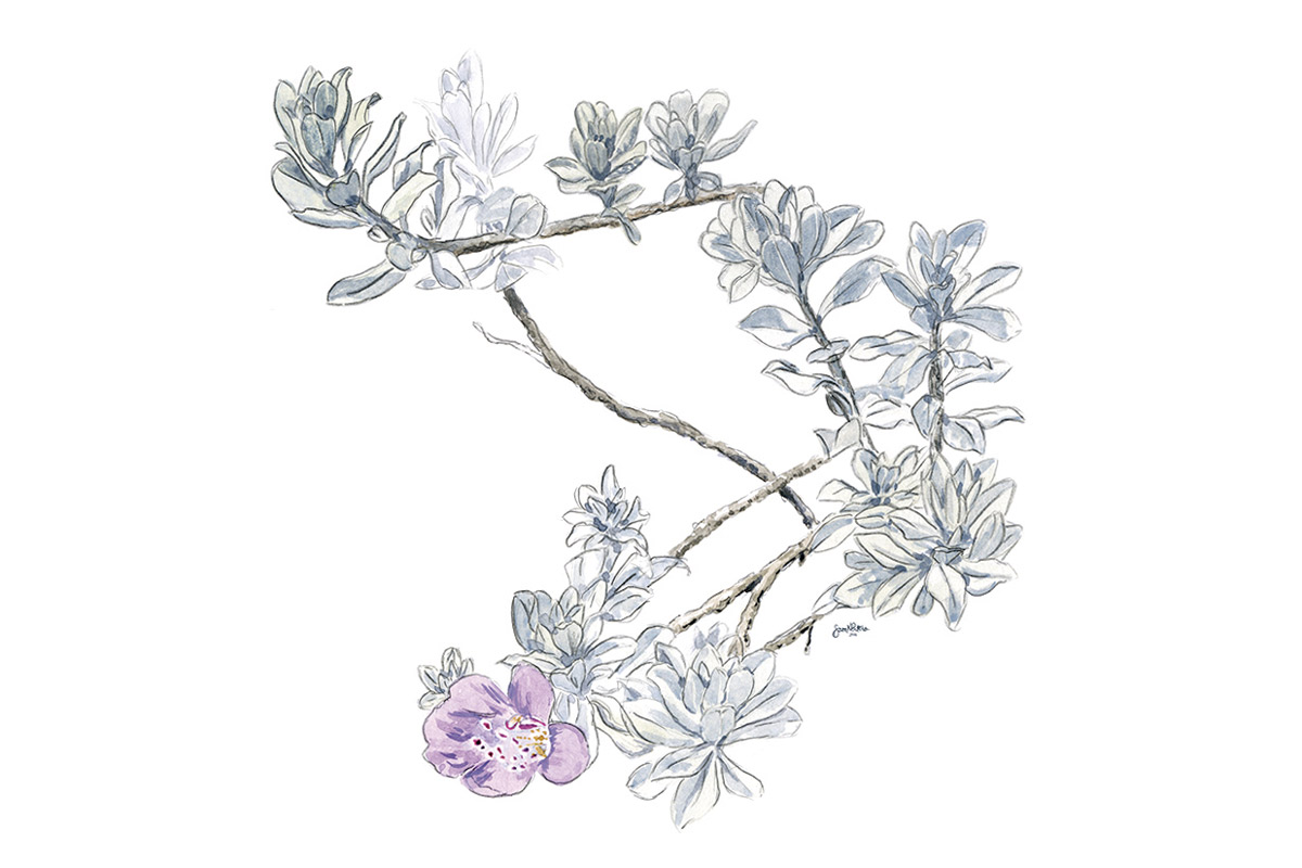 1200x800 Nature Drawing - Bloom Drawing