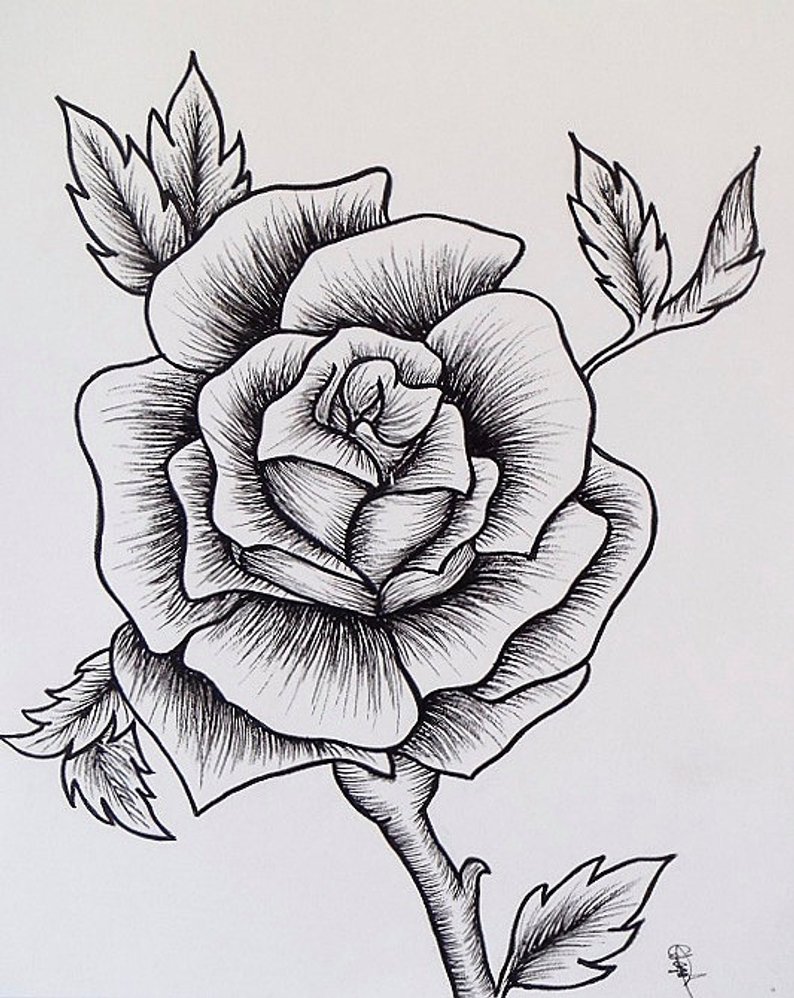 794x998 Rose Floral Flower Bloom Drawing Illustration Tattoo Design Etsy - Bloom Drawing