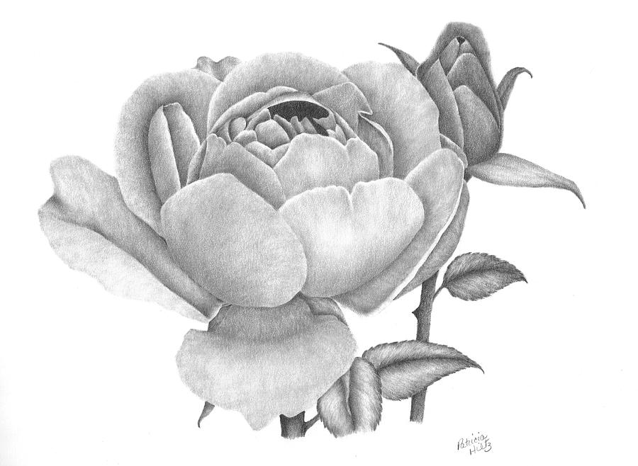 900x658 A Rose Bloom Drawing - Bloom Drawing
