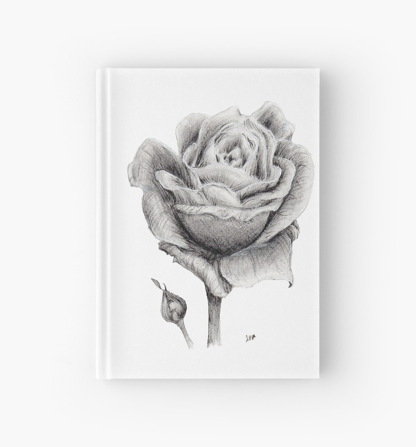 827x889 blooming rose drawing - Blooming Rose Drawing