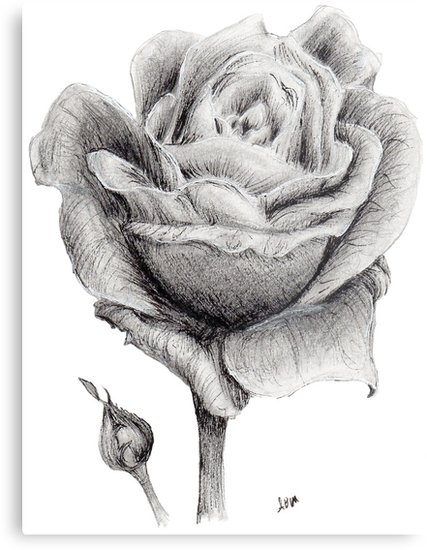 Blooming Rose Drawing at PaintingValley.com | Explore collection of ...