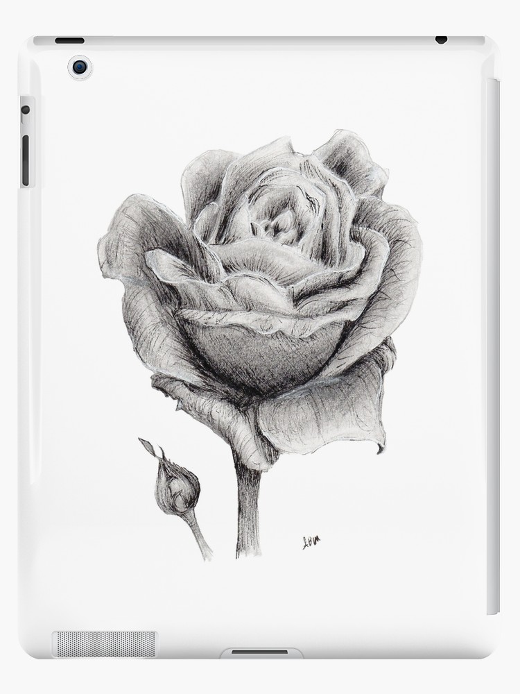750x1000 blooming rose drawing - Blooming Rose Drawing