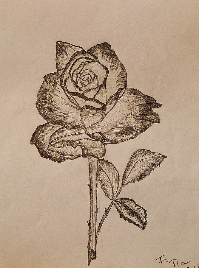 667x900 blooming rose drawing - Blooming Rose Drawing