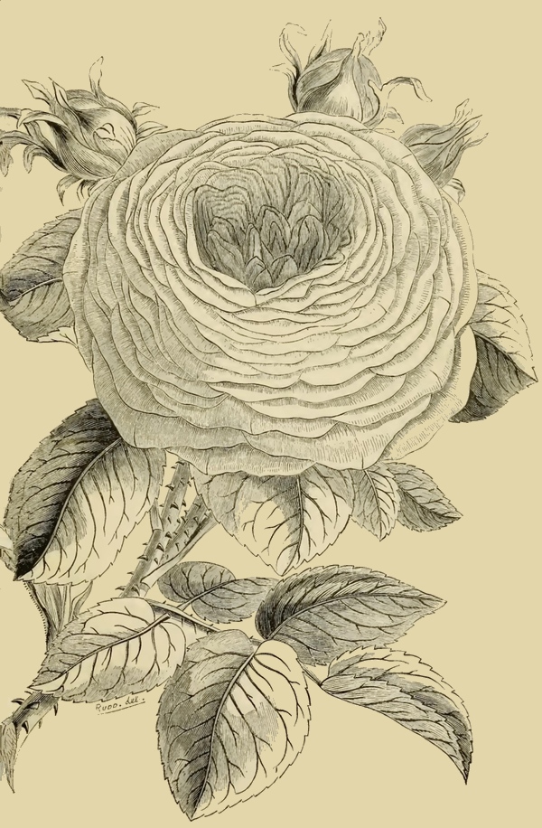 600x916 blooming rose with buds - Blooming Rose Drawing