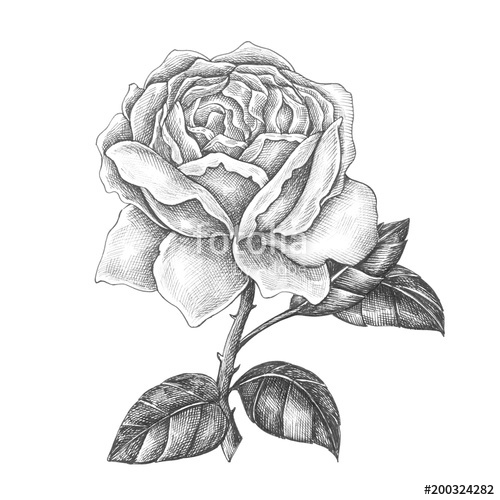 500x500 hand drawn blooming rose isolated stock photo and royalty free - Blooming Rose Drawing