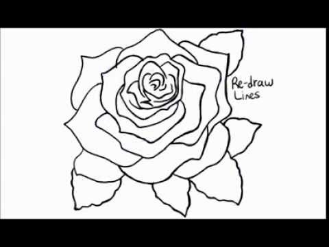 480x360 huge collection of 'bloomed rose drawing' download more than - Blooming Rose Drawing