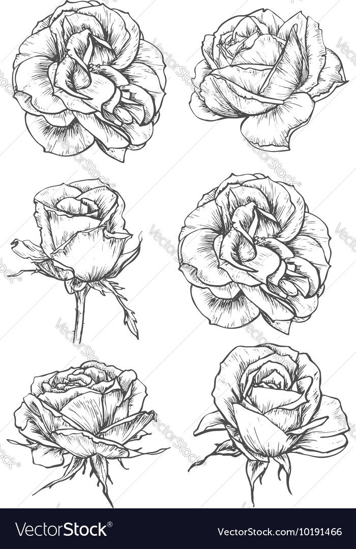 700x1080 drawings drawings, flowers and art - Blooming Rose Drawing