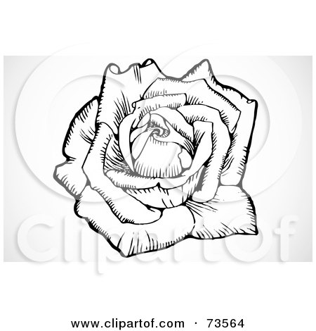 450x470 royalty free - Blooming Rose Drawing
