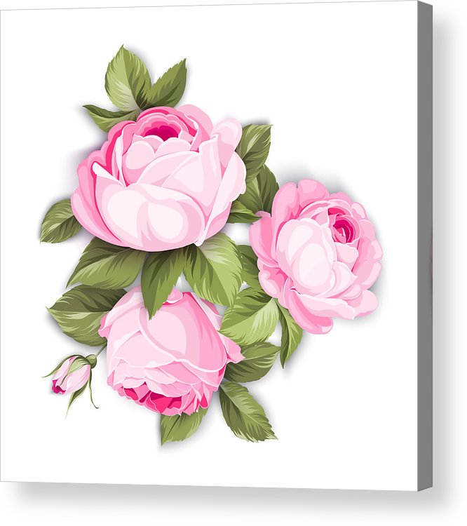 666x750 the blooming rose acrylic print - Blooming Rose Drawing