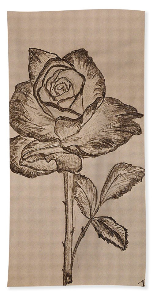 500x967 blooming rose bath towel for sale - Blooming Rose Drawing