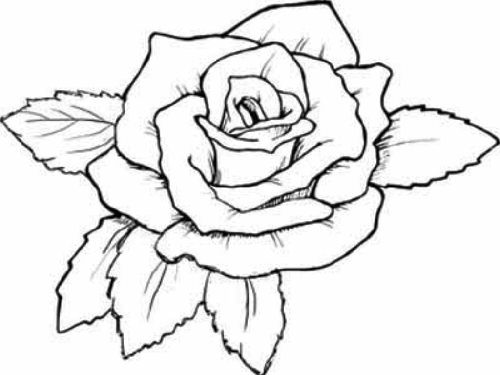 1024x768 blooming rose coloring - Blooming Rose Drawing