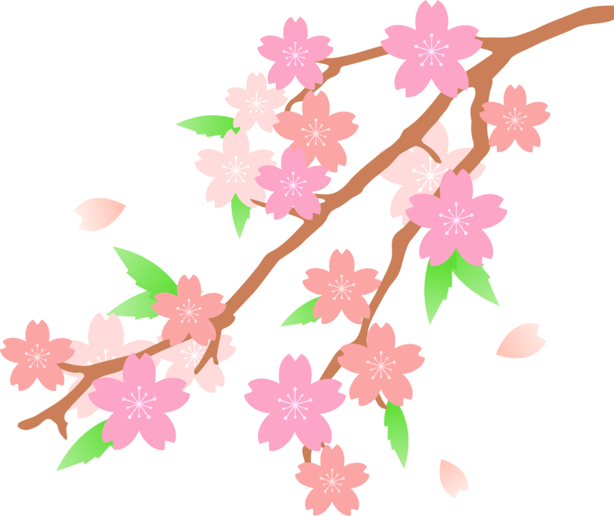 892x750 Cherry Blossom Drawing Flower Cc0 - Blossom Drawing
