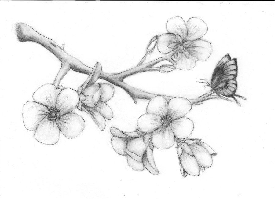 900x651 cherry blossom drawing cherry blossoms solie solie - Blossom Drawing
