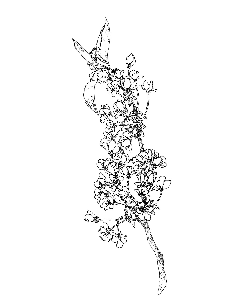 1000x1294 deposit for cherry blossom tattoo appointment david allen - Blossom Drawing