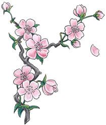 210x246 Harley Davidson In Tattoos Tatuagens De Flor De Cerejeira Sakura - Blossom Drawing