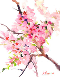 237x300 Cherry Blossom Tree Drawings Fine Art America - Blossom Tree Drawing