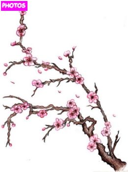 261x350 Tree Wall Murals Blossom Tattoo - Blossom Tree Drawing