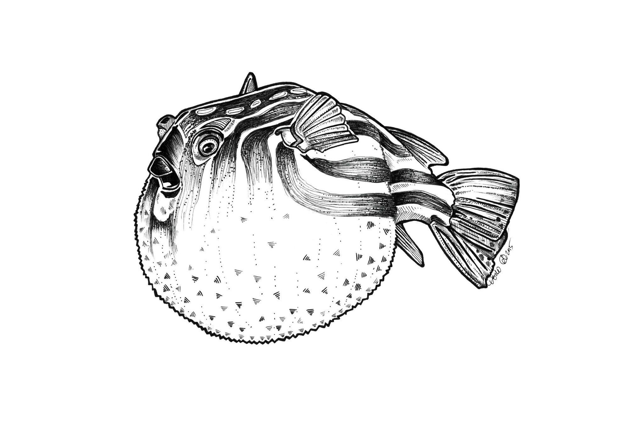 Blowfish Drawing at Explore collection of Blowfish