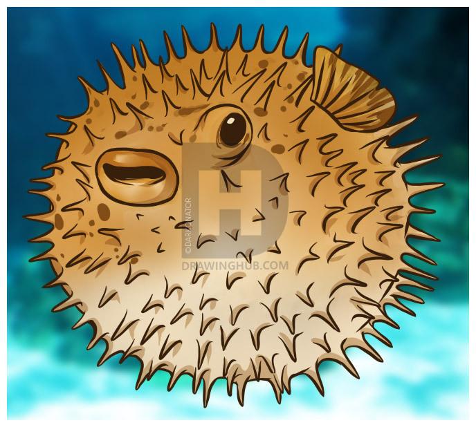 688x618 How To Draw A Blowfish, Step - Blowfish Drawing