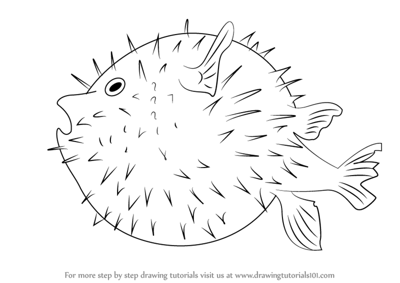 800x566 Learn How To Draw A Pufferfish - Blowfish Drawing
