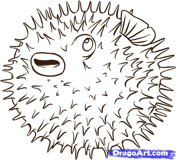 614x560 Step How To Draw A Blowfish - Blowfish Drawing
