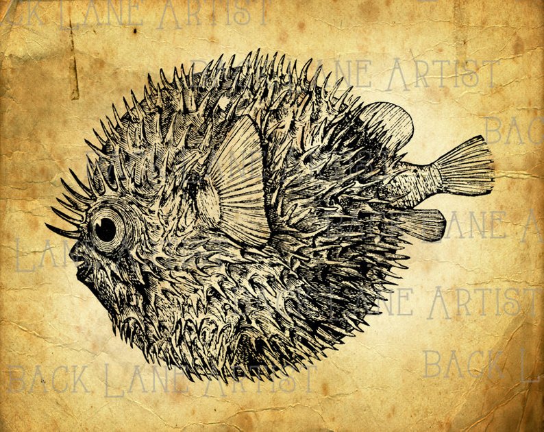 794x630 Vintage Fish Swellfish Blowfish Globefish Balloonfish Clipart Etsy - Blowfish Drawing