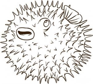 302x275 How To Draw A Blowfish Stinging Ocean Creatures - Blowfish Drawing