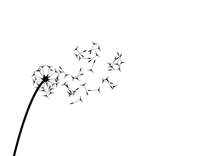 900x631 dandelion, drawing, white, transparent png image clipart free - Blowing Dandelion Drawing